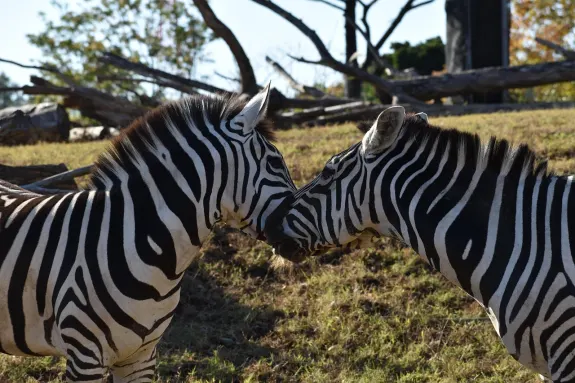 슬롯츠벤투라 카지노 지원